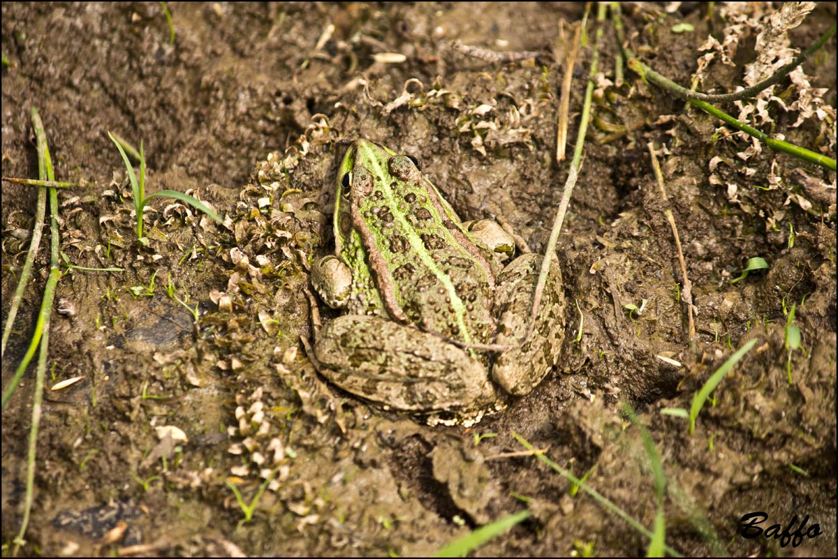 Da identificare - Pelophylax sp. (prov. di Trieste)